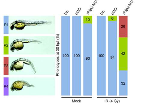 Hip2가 knock down 된 zebra fish에 방사선을 조사한 후 관찰된 표현형 도표