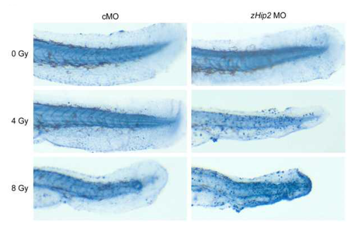 zHip2가 knock-down 된 zebra fish에 방사선을 조사한 후 세포사멸을 TUNEL assay를 통해 확인