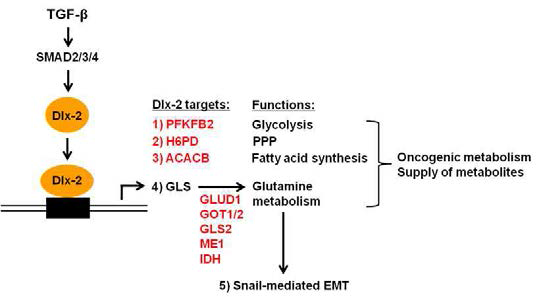TGF-β-Dlx-2에 의한 oncogenic metabolism 발생 조절 기전