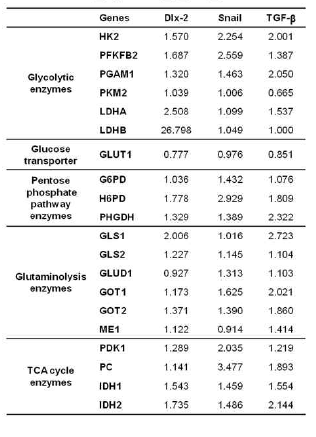 Dlx-2,Snail 및 TGF-β에 의한 oncogenic metabolism 관련효소 발현조절