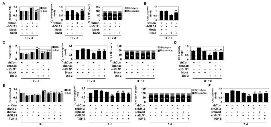 glutamine 대사 억제에 의한 TGF-β, Dlx-2/Snail-induced glycolytic switch/mitochondrial repression 억제