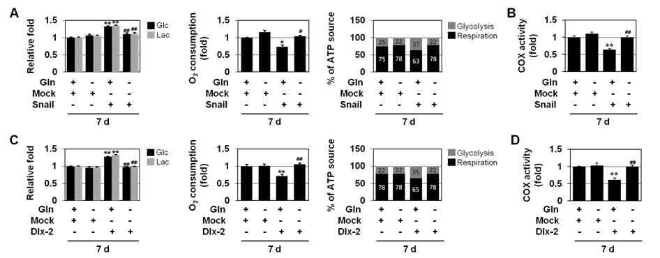 glutamine deprivation에 의한 Snail, Dlx-2-induced glycolytic switch/mitochondrial repression 억제
