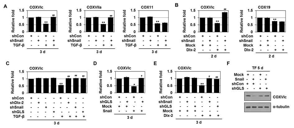 TGF-β, Dlx-2/Snail에 의한 COX subunits 및 assembly factors 발현 조절 및 glutamine 대사 억제에 의한 TGF-β-Dlx-2/Snail-induced COXVIc 발현 조절