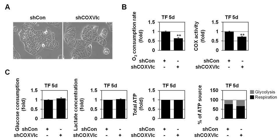 Dlx-2 signaling에 의한 mitochondrial respiration 조절 및 glycolytic switch에서 COXVIc 기능 validation