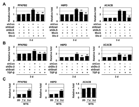 Dlx-2 target genes PFKFB2, H6PD, ACACB의 조절 기전