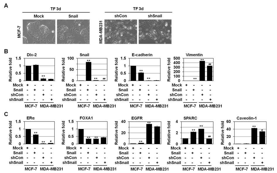 MCF-7과 MDA-MB231에서의 luminal 및 basal markers의 발현