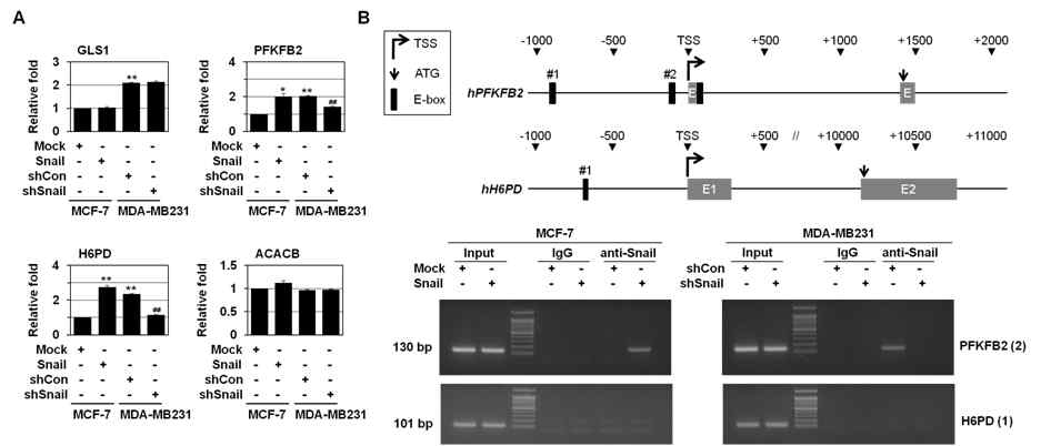 Snail에 의한 Dlx-2 target 유전자(GLS1, PFKFB2, H6PD, ACACB) 발현 조절