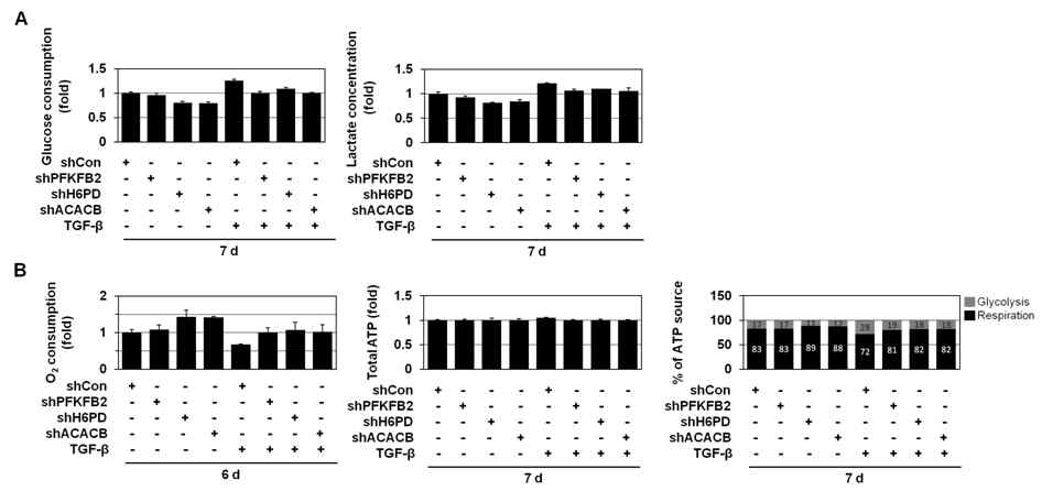 PFKFB2/H6PD/ACACB 불활성화에 의한 TGF-β-induced glycolytic switch/mitochondrial repression 조절