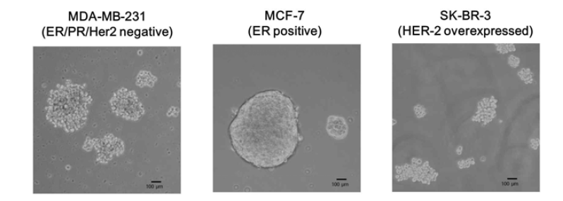 비부착세포 배양을 통해 형성된 각 유방암 세포주들의 tumorsphere