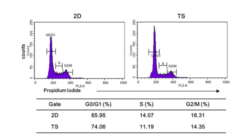 Monolayer (2D)와 tumorsphere (TS)배양방법에 따른 MCF-7세포의 주기 변화