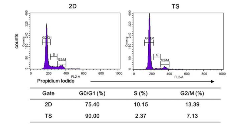 Monolayer (2D)와 tumorsphere (TS)배양방법에 따른 SK-BR-3세포의 주기 변화