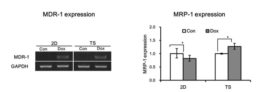 Monolayer (2D)와 tumorsphere (TS)배양세포에서 doxourbicin의 처리에 따른 MDR-1과 MPR-1 단백질의 발현 변화