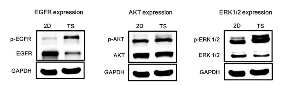 Monolayer (2D)와 tumorsphere (TS)배양방법에 따른 단백질의 발현 변화