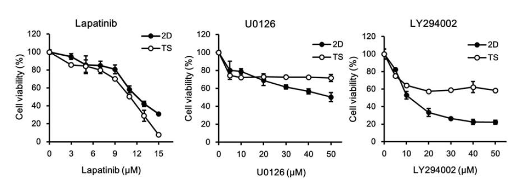 Monolayer (2D)와 tumorsphere (TS)세포에 대한 표적항암치료제 lapatinib 및 관련 신호전달 저해제들(U0126, LY294002)의 세포독성