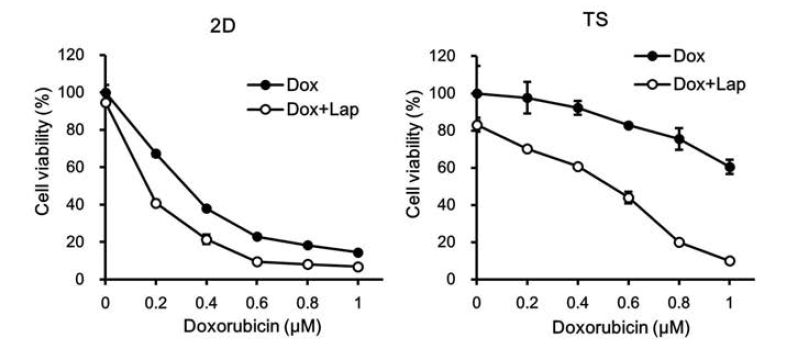 Monolayer (2D)와 tumorsphere (TS)세포에 대한 표적항암치료제 lapatinib의 항암활성