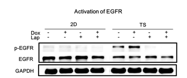 Monolayer (2D)와 tumorsphere (TS)에서 EGFR-1의 활성 변화