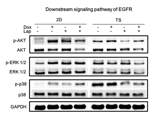 Monolayer (2D)와 tumorsphere (TS)에서 EGFR down-stream signaling pathway의 활성변화