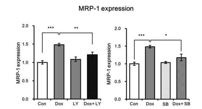 Tumorsphere (TS)에서 doxorubicin과 AKT inhibitor 또는 p38 inhibitor의 병합처리에 의한 MRP-1 발현변화