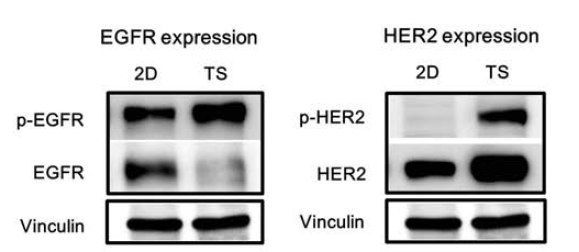 Monolayer (2D)와 tumorsphere (TS)배양에 따른 EGFR/HER2 단백질의 활성 변화