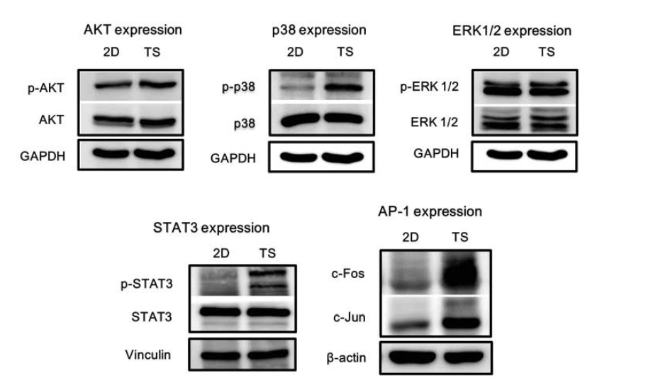 Monolayer (2D)와 tumorsphere (TS)에서 HER-2 down-stream signaling pathway의 활성 변화