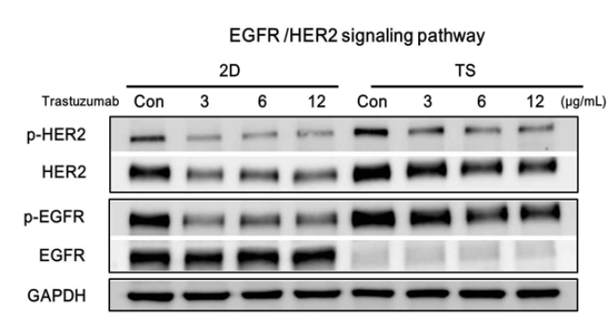 Herceptin의 처리에 의한 EGFR/HER2의 활성변화