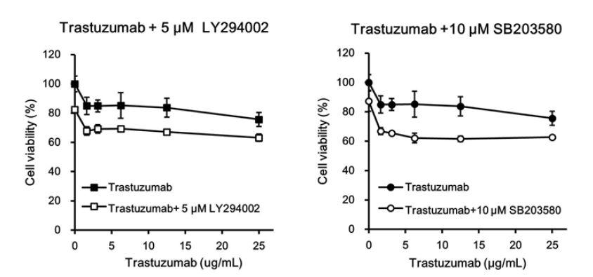 Herceptin과 LY294002 또는 SB203580의 병합처리에 의한 세포독성