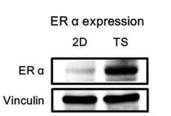 Monolayer (2D)와 Tumorsphere (TS)배양에 따른 ER α단백질의 발현 변화