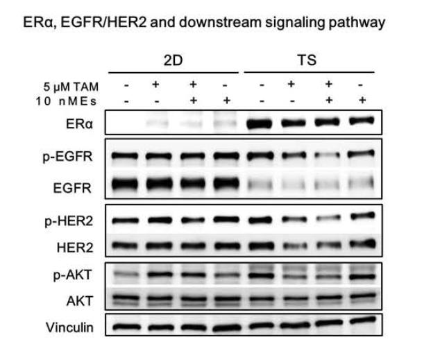 Tamoxifen에 의한 ERα, EGFR/HER2 및 down-stream signaling pathway의 활성변화