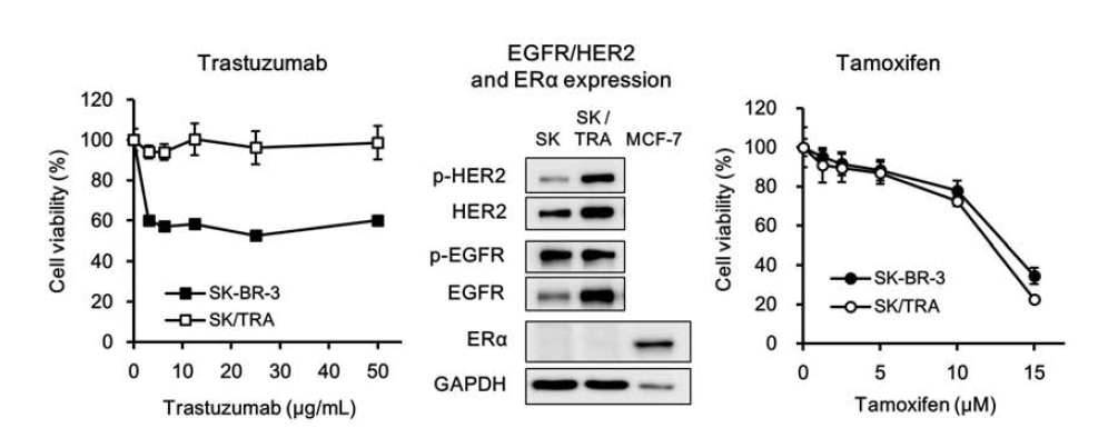 Herceptin 내성 세포에 대한 ERα, EGFR/HER2 발현 및 tamoxifen의 항암활성 평가