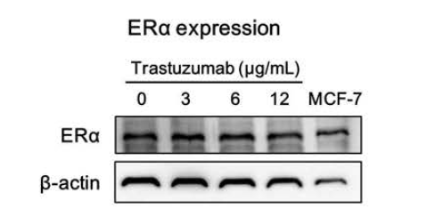 Tumorsphere (TS) 세포에서 herceptin에 의한 ERα발현 변화