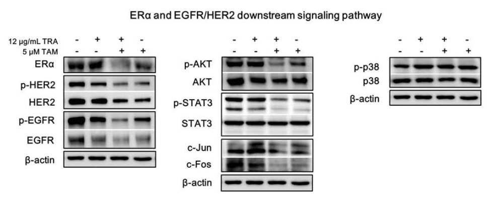 Tumorsphere (TS) 세포에서 herceptin과 tamoxifen의 병합처리에 의한 ERα, EGFR/HER2 및 down-stream signaling pathway의 활성변화