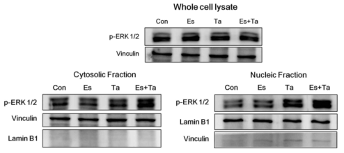 Tumorsphere 세포에서 tamoxifen에 의한 ERK 1/2의 핵으로의 translocation 유도