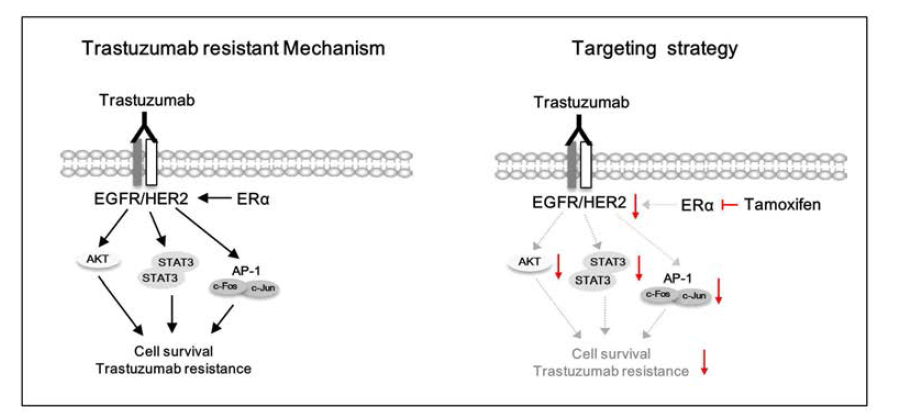 휴지기 상태인 SK-BR-3의 herceptin에 대한 내성 기전 및 tamoxifen의 작용 기전