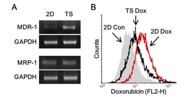 Monolayer (2D)와 tumorsphere (TS)세포의 MDR-1 의 발현 및 세포내에 축적된 doxorubicin의 함량 차이