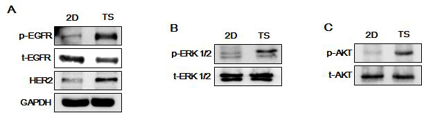 Monolayer (2D)와 tumorsphere (TS)배양방법에 EGFR signaling 발현 변화