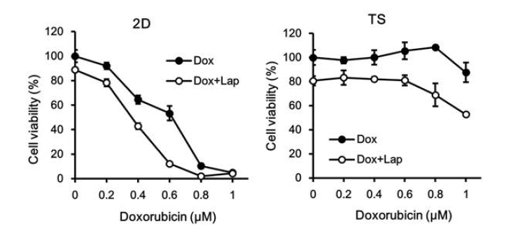 Monolayer (2D)와 tumorsphere (TS)세포에 대한 표적항암치료제 lapatinib의 항암활성