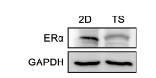 Monolayer (2D)와 tumorsphere (TS) 세포에 대한 estrogen receptor (ER)의 발현 변화