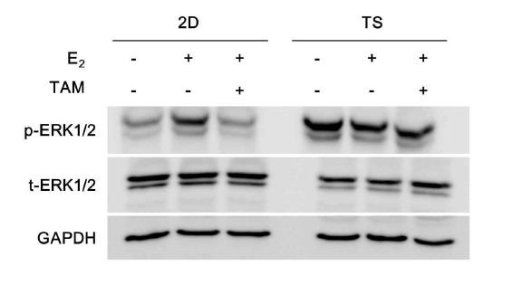 Monolayer (2D)와 tumorsphere (TS)에서 non-genomic ER signaling인 ERK1/2의 발현 변화