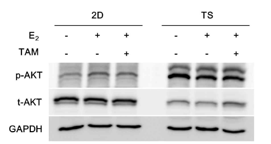 Monolayer (2D)와 tumorsphere (TS)에서 non-genomic ER signaling 인 AKT의 발현 변화