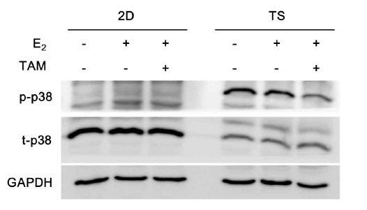 Monolayer (2D)와 tumorsphere (TS)에서 non-genomic ER signaling 인 p38의 발현 변화