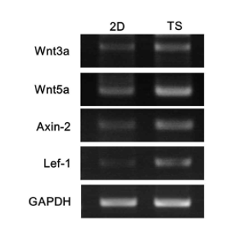 Monolayer (2D)와 tumorsphere (TS) 세포의 Wnt signaling의 발현 변화