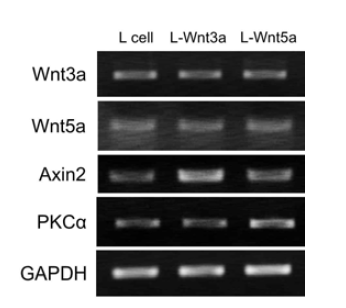 Wnt conditioned media를 이용한 Wnt signaling의 발현 변화