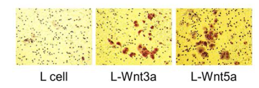 Wnt conditioned media를 이용한 세포의 전이능 확인