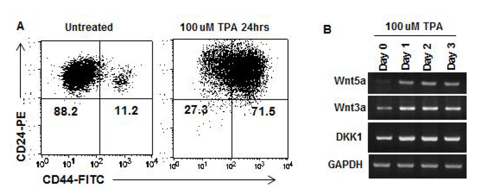 TPA 처리에 따른 CD44와 Wnt signaling 인자들의 발현