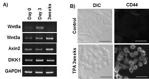 TPA의 장기처리에 따른 Wnt signaling의 변화