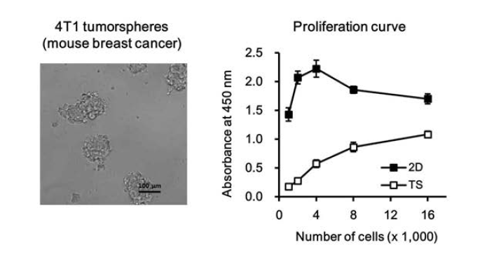 비부착세포 배양을 통해 형성된 4T1 마우스 유방암 세포의 tumorsphere와 증식곡선