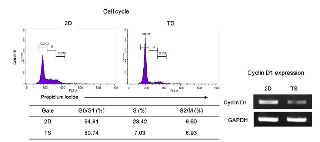 Monolayer (2D)와 tumorsphere (TS) 배양방법에 따른 4T1 세포의 주기 및 cyclin D1 발현 변화