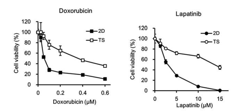 Monolayer (2D)와 tumorsphere (TS) 세포에 대한 doxorubicin 및 lapatinib의 항암활성