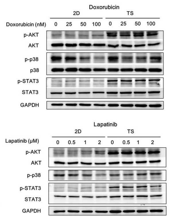 Monolayer (2D)와 tumorsphere (TS) 세포에서 doxorubicin 또는 lapatinib 처리에 의한 AKT, p38 및 STAT3의 활성 변화