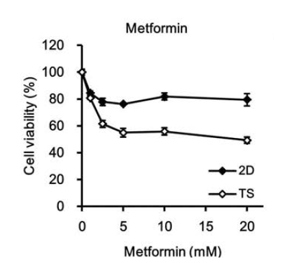 Monolayer (2D)와 tumorsphere (TS) 세포에 대한 Metformin의 항암활성 평가